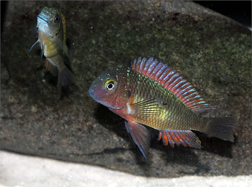 Tropheus moorii red rainbow "kasanga" - Página 3 Picture4_edited-44