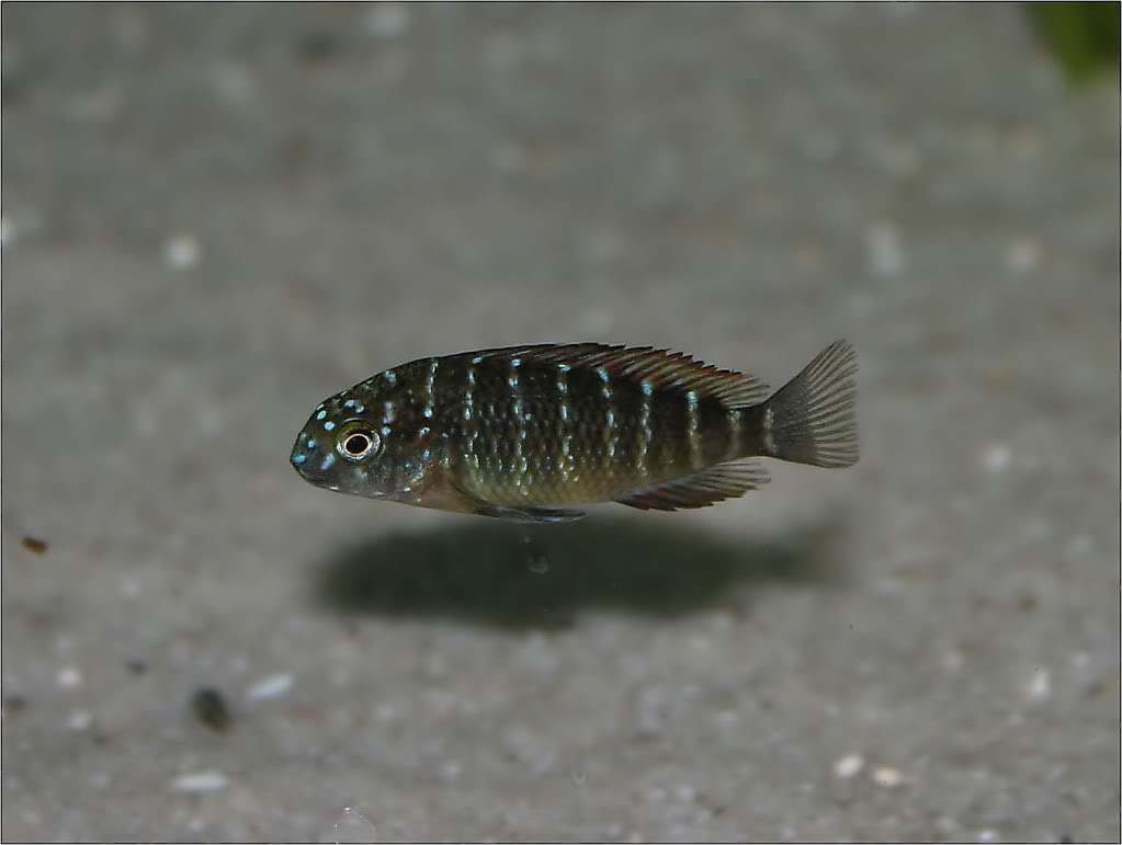 Tropheus moorii red rainbow "kasanga" - Página 4 Picture4_edited-45