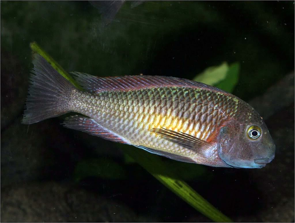 Tropheus moorii red rainbow "kasanga" - Página 7 Picture4_edited-54