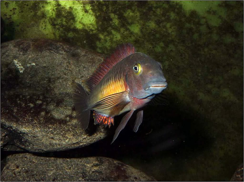 Tropheus moorii red rainbow "kasanga" - Página 8 Picture4_edited-58