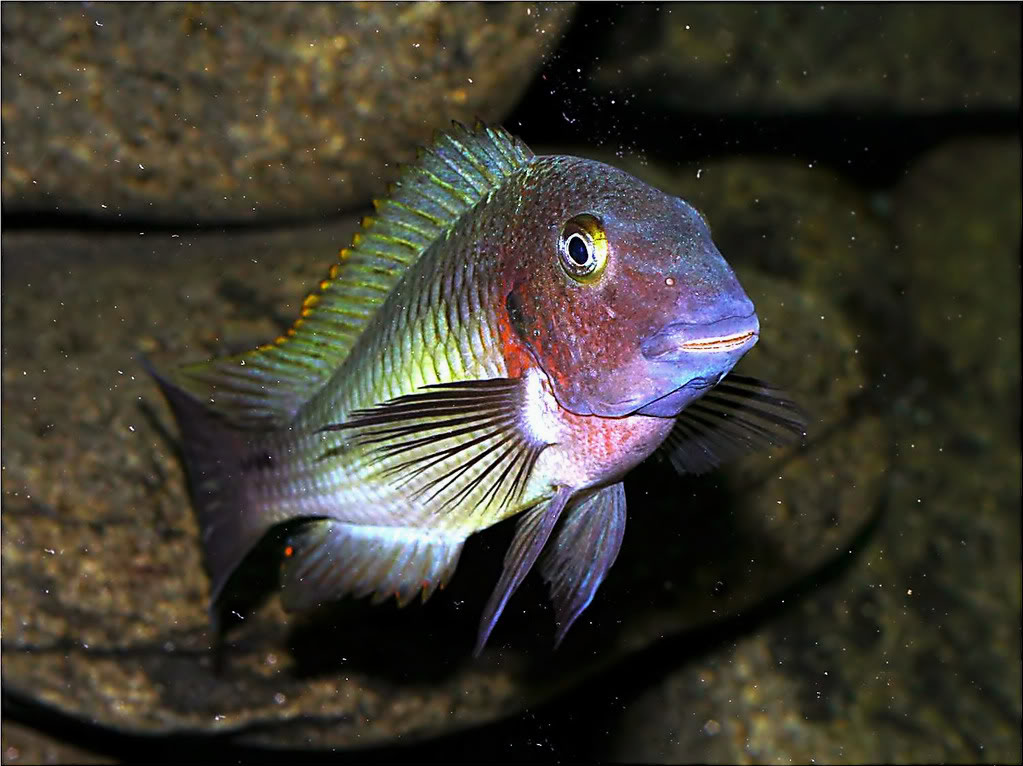 Tropheus moorii red rainbow "kasanga" - Página 2 Picture5_edited-10