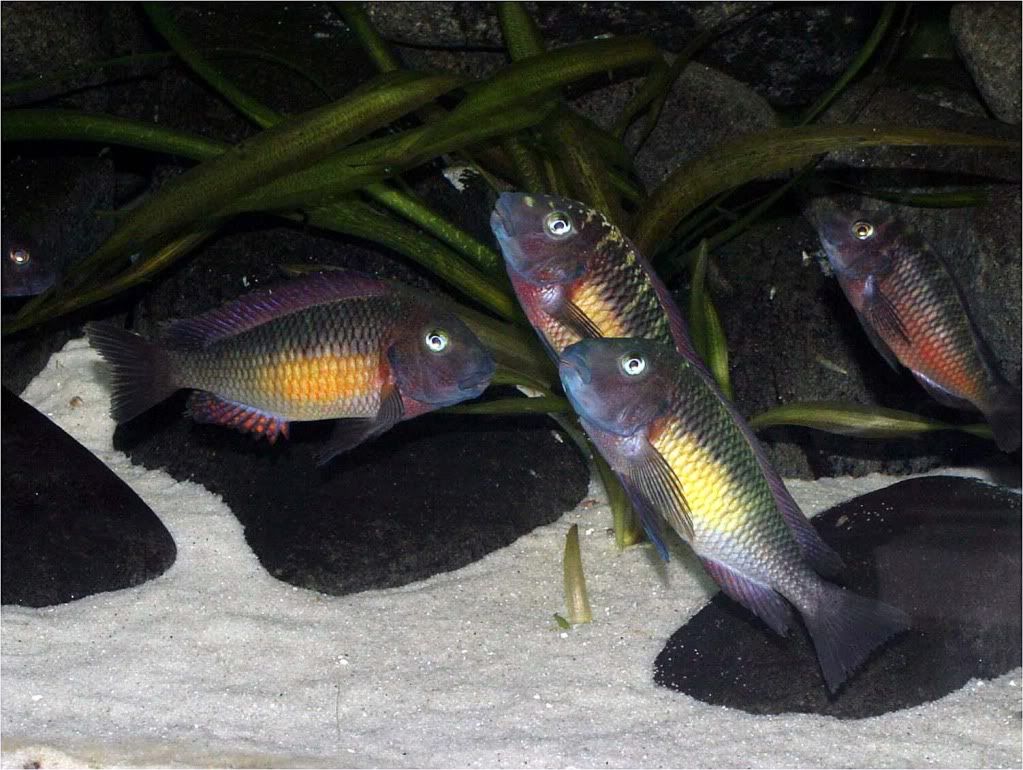 Tropheus moorii red rainbow "kasanga" - Página 7 Picture5_edited-39