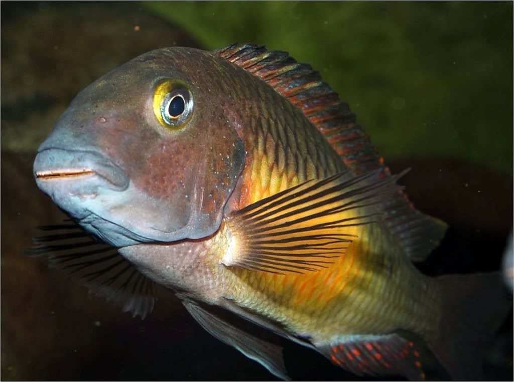 Tropheus moorii red rainbow "kasanga" - Página 10 Picture5_edited-41