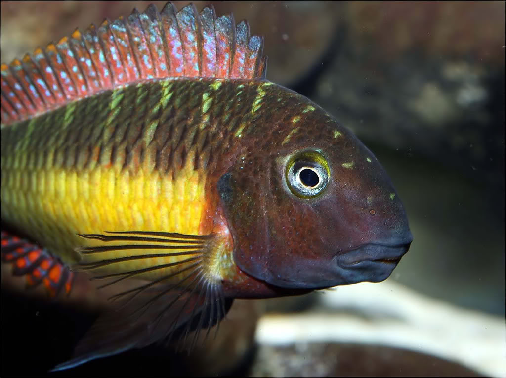 Tropheus moorii red rainbow "kasanga" - Página 10 Picture5_edited-42