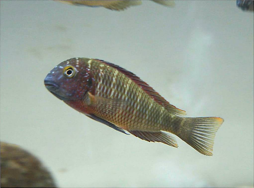 Tropheus lufubu real Picture5_edited-51