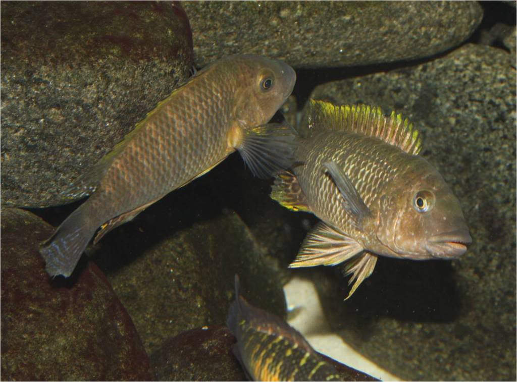 Tropheus, Petrochromis y Simochromis Picture6-45