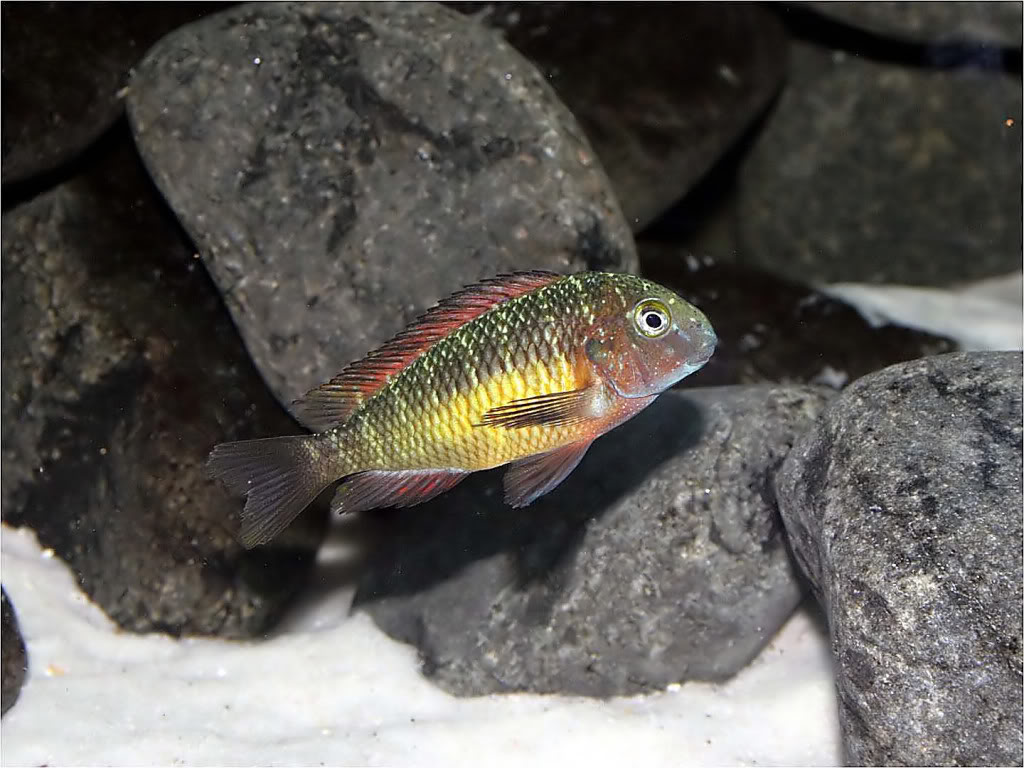 Tropheus moorii red rainbow "kasanga" - Página 3 Picture6_edited-20