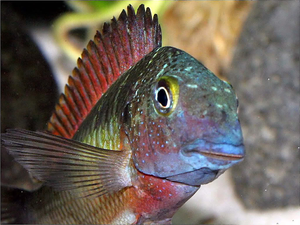 Tropheus moorii red rainbow "kasanga" - Página 3 Picture6_edited-21