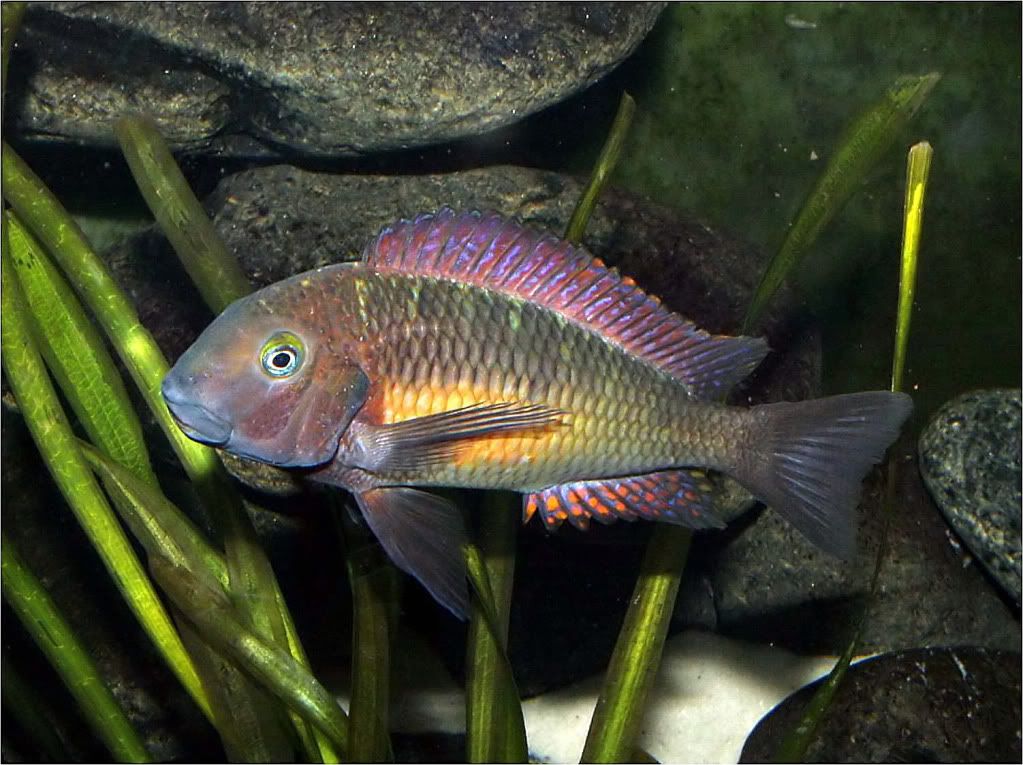 Tropheus moorii red rainbow "kasanga" - Página 8 Picture6_edited-30