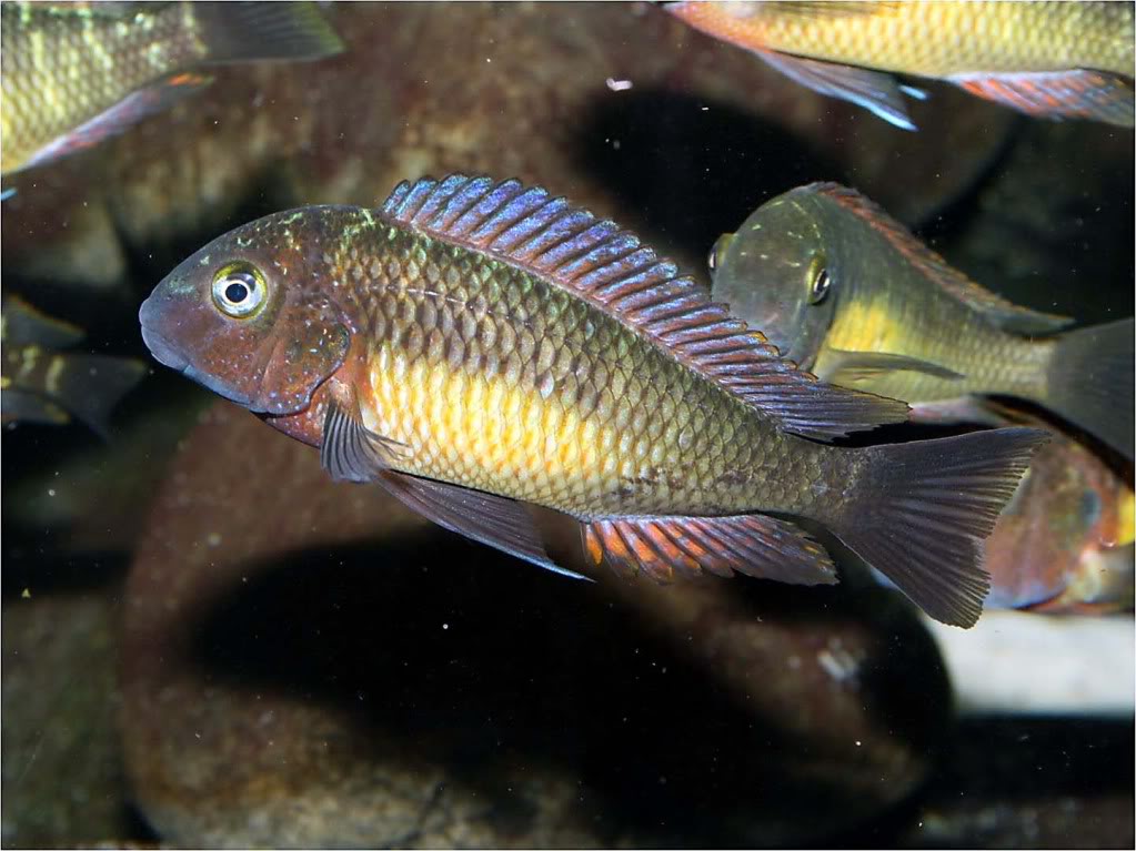 Tropheus moorii red rainbow "kasanga" - Página 10 Picture6_edited-32