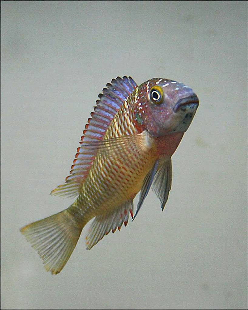 Tropheus lufubu real Picture6_edited-38