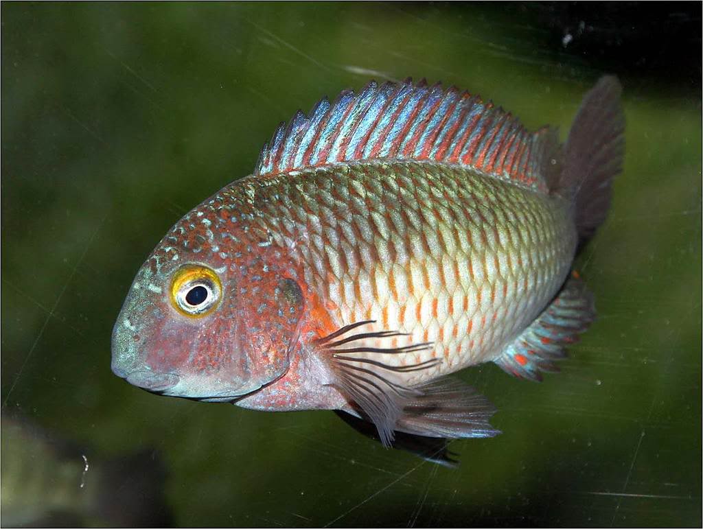 Tropheus moorii "chaitika" Picture6_edited-9