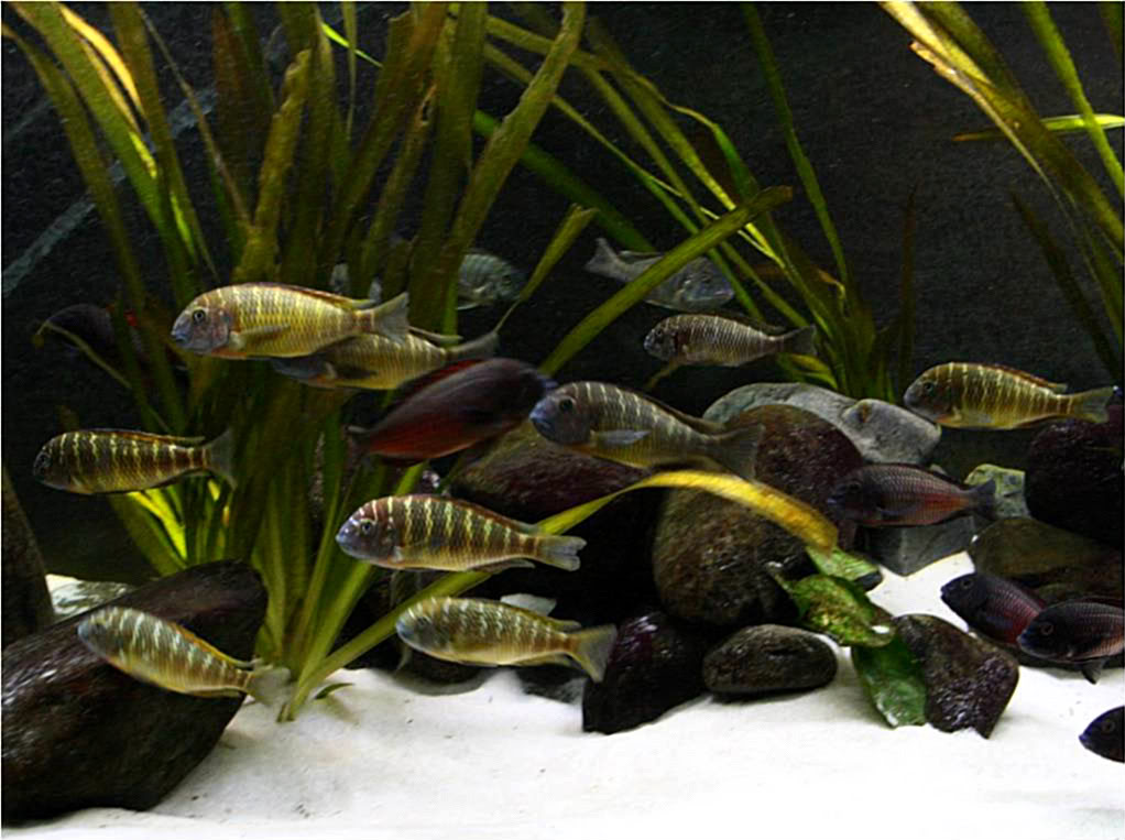 Tropheus, Petrochromis y Simochromis - Página 4 Picture7-34