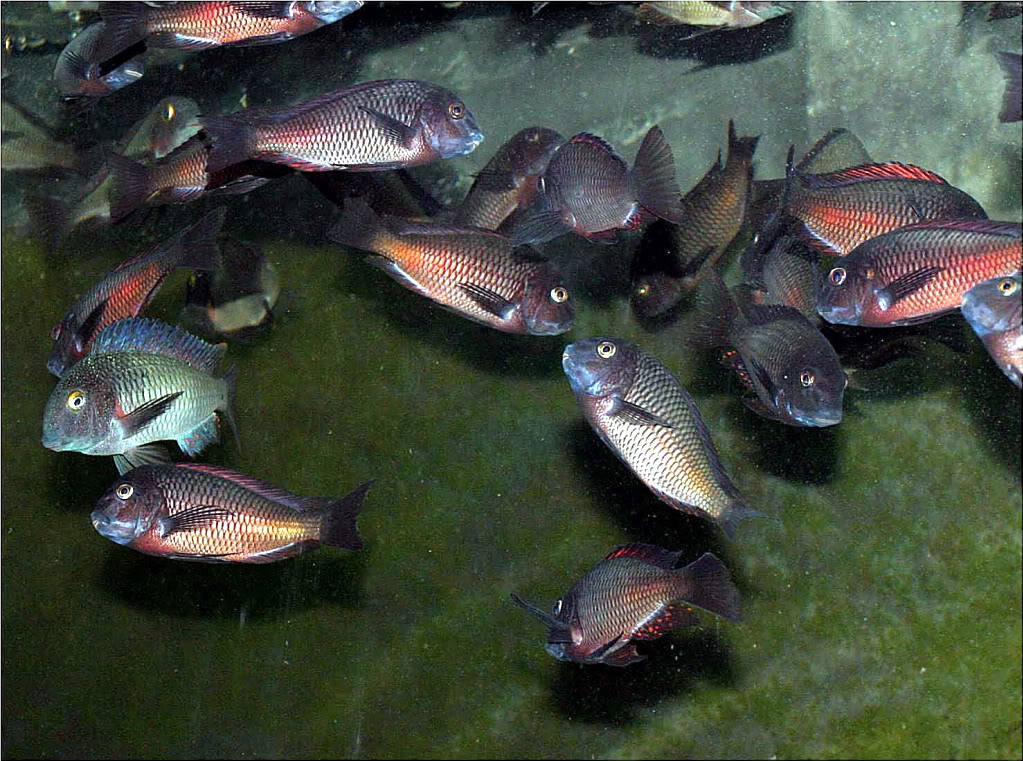 Tropheus red moliro Picture7_edited-10