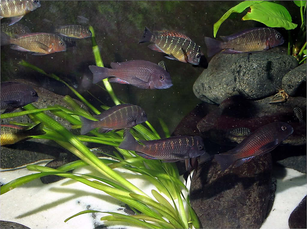 Tropheus moorii red rainbow "kasanga" - Página 4 Picture7_edited-18