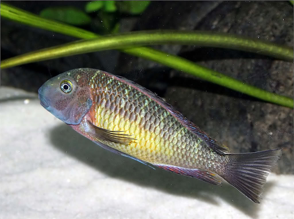 Tropheus moorii red rainbow "kasanga" - Página 7 Picture7_edited-22