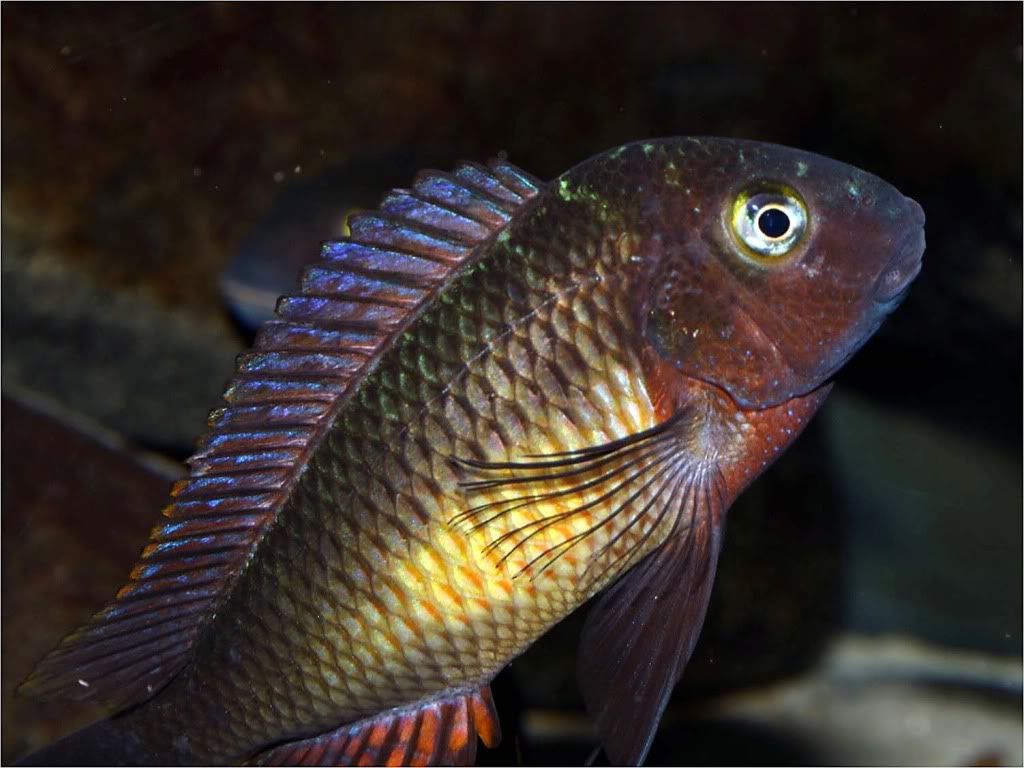 Tropheus moorii red rainbow "kasanga" - Página 10 Picture7_edited-23