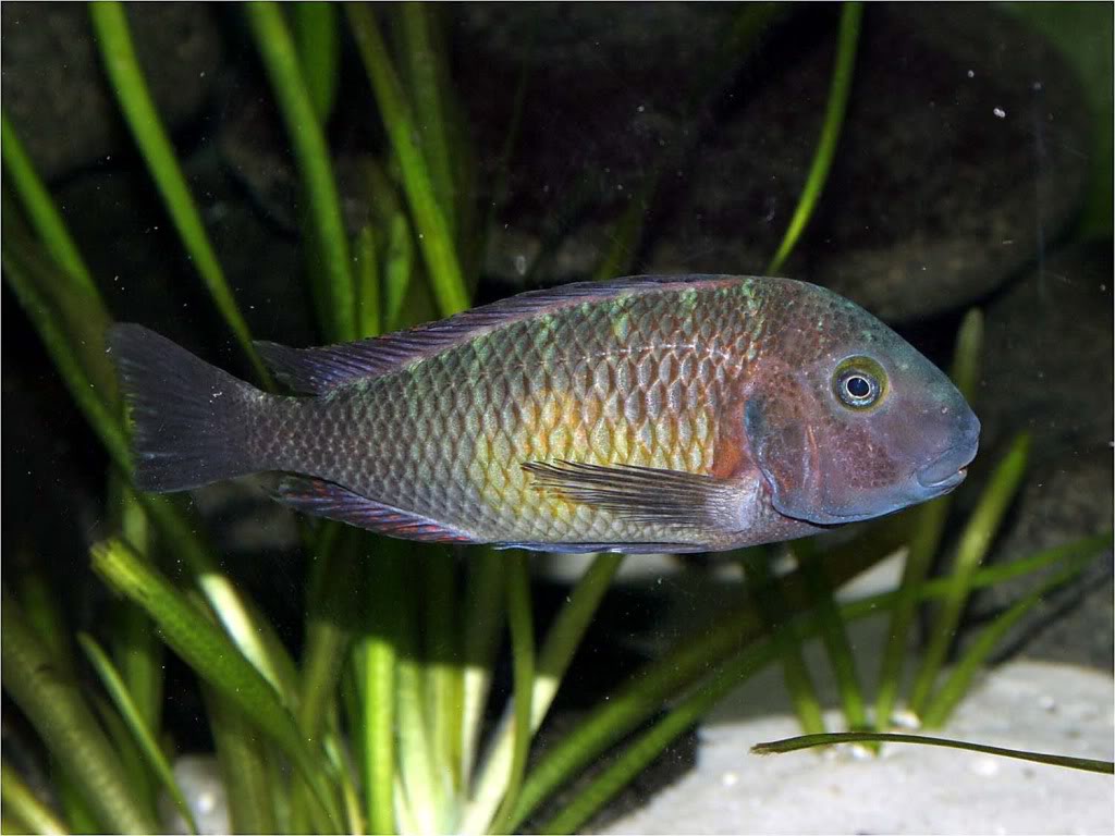 Tropheus moorii red rainbow "kasanga" - Página 7 Picture8_edited-15