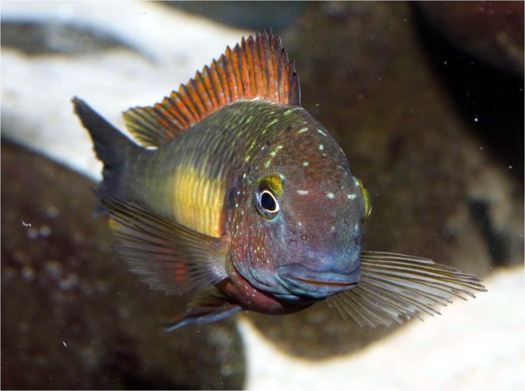 Tropheus moorii red rainbow "kasanga" - Página 10 Picture9_edited-8