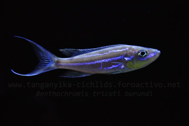 Benthochromis sp. 1004261044