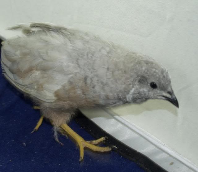 Button quail eggs available Monday, April 14th - PICS ADDED SilverRedBreastedMale_zps7aafbc40