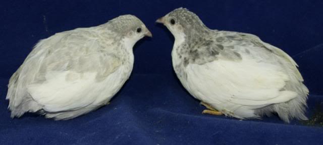 Button quail eggs available Monday, April 14th - PICS ADDED SilverTuxedoPairofhens_zps25754715