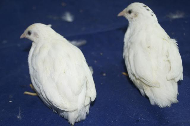 Button quail eggs available Monday, April 14th - PICS ADDED WhitePair_zpsacfa12ee