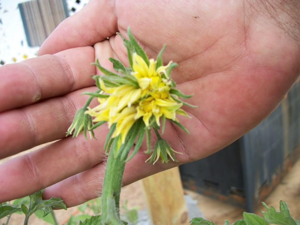 Tomato Megablooms 100_0791