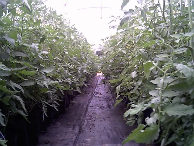 Tomato Produce Greenhouse SFG May09292