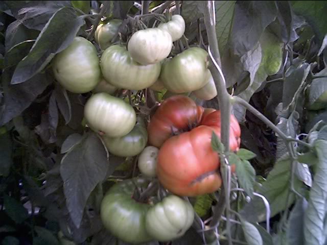 Tomato Produce Greenhouse SFG - Page 4 May29407