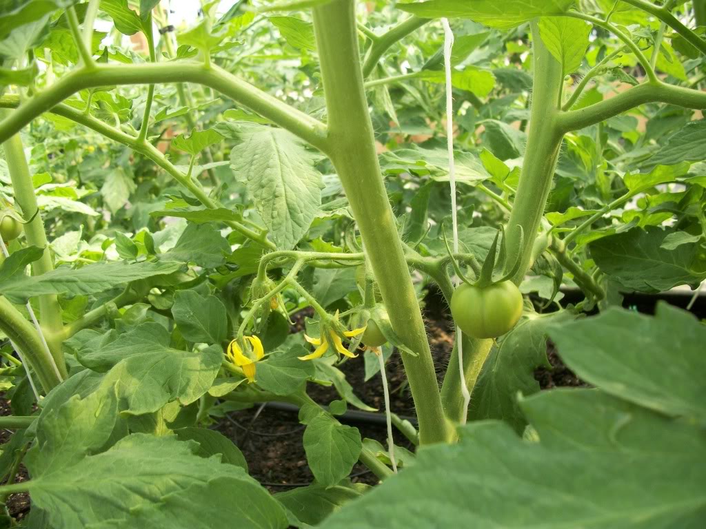 Tomato Produce Greenhouse SFG - Page 6 100_0324
