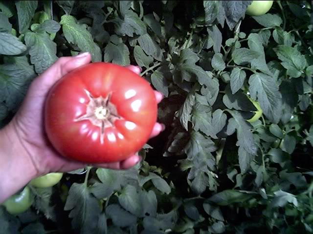 Tomato Produce Greenhouse SFG Jun06425
