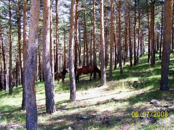 Ruta en Rascafria-Morcuera-Majada del Cojo 994