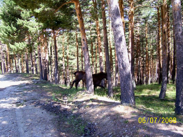 Ruta en Rascafria-Morcuera-Majada del Cojo 995