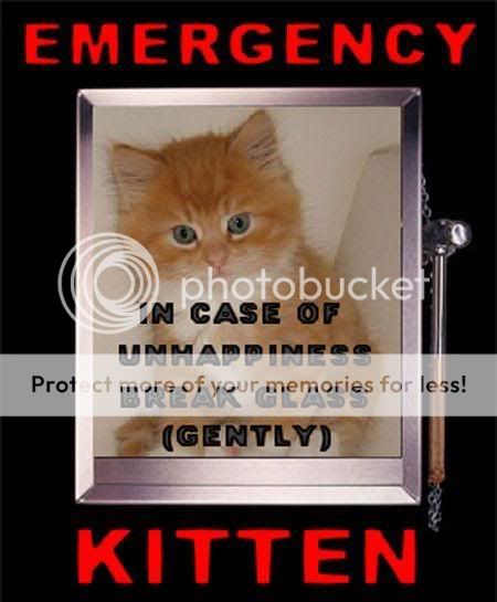 funny pics i found lol Emergencykitten