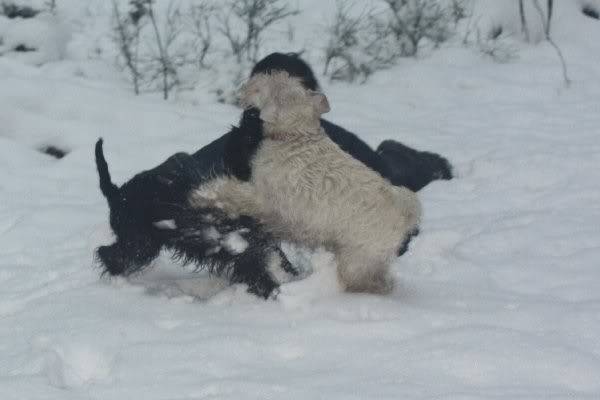 snowboys in Belgium Samenstoeien