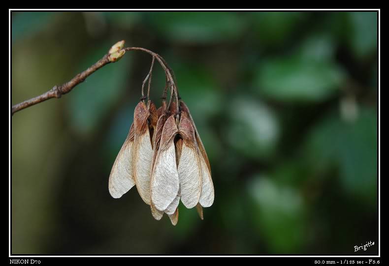 Série de dimanche après midi Macro-044-border