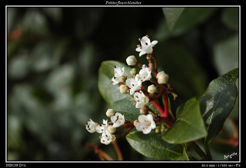 Série de dimanche après midi Macro-046-border