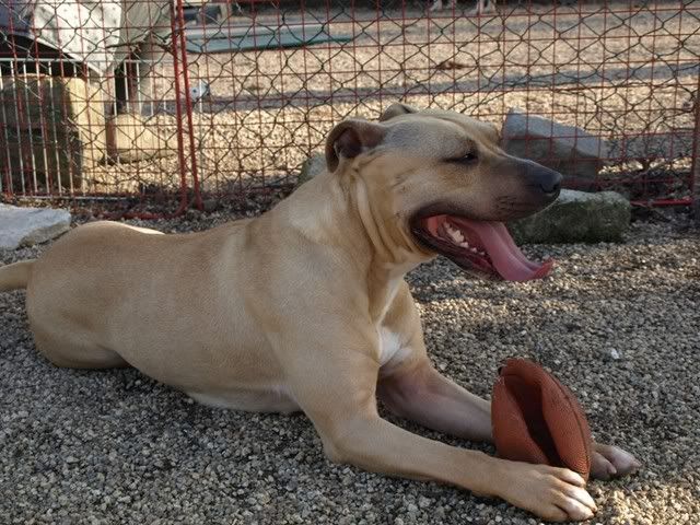 AHIDA femea x Pit Bull - Porte mdio jovem - canil de abate AhidaP21493051