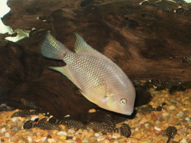 Archocentrus Spilurus PB040072