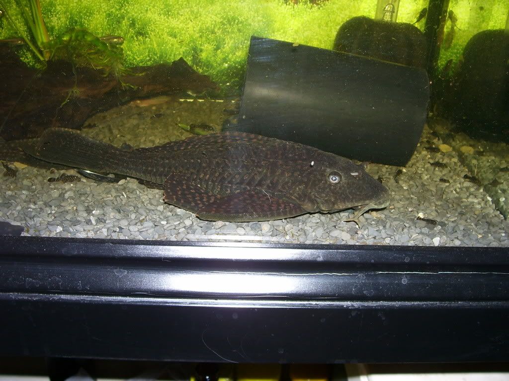 Some other plecos(pic heavy 100_1467