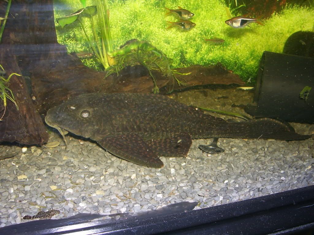 Some other plecos(pic heavy 100_1472