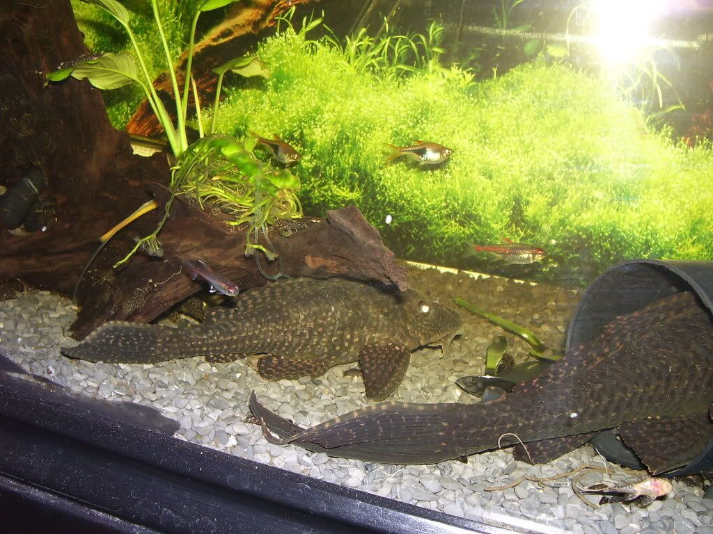 Some other plecos(pic heavy 100_1473