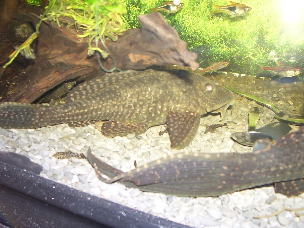 Some other plecos(pic heavy 100_1479