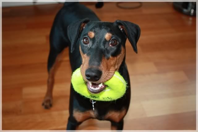 Nadira (Pinscher) Nye bilder 10/02!! - Page 2 011-2