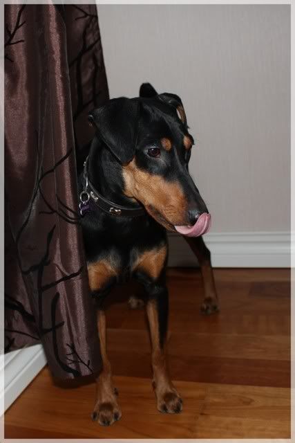 Nadira (Pinscher) Nye bilder 10/02!! - Page 2 021-1