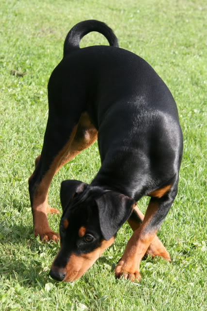 Nadira (Pinscher) Nye bilder 10/02!! - Page 2 029