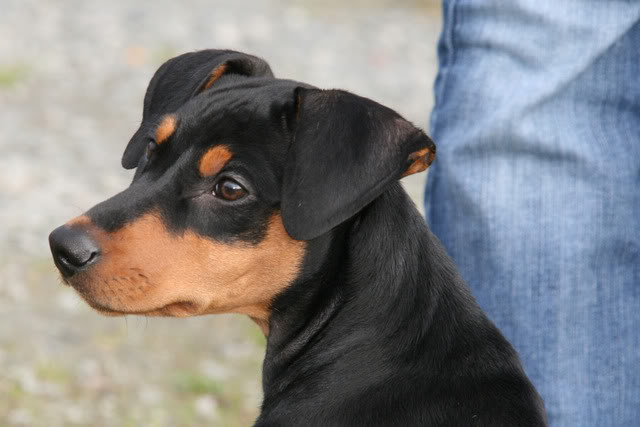 Nadira (Pinscher) Nye bilder 10/02!! - Page 2 045-3