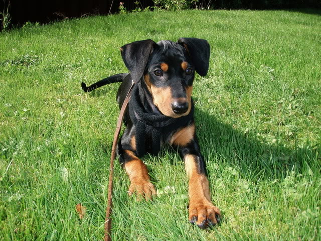 Nadira (Pinscher) Nye bilder 10/02!! 046-2