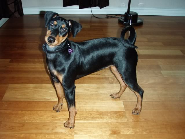 Nadira (Pinscher) Nye bilder 10/02!! - Page 2 054-3